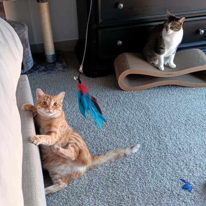 Sittin Kitties