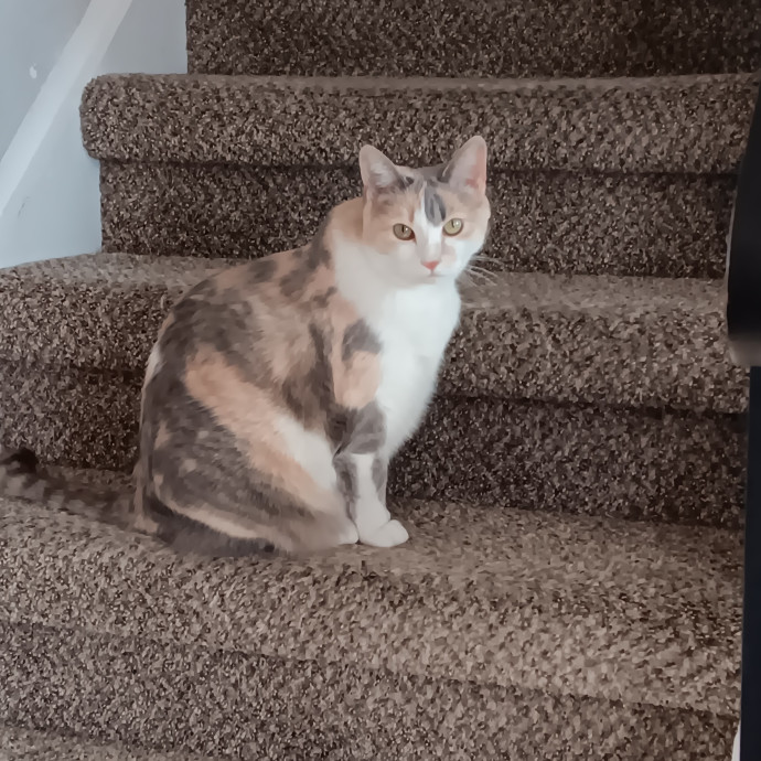 Sittin Kitties