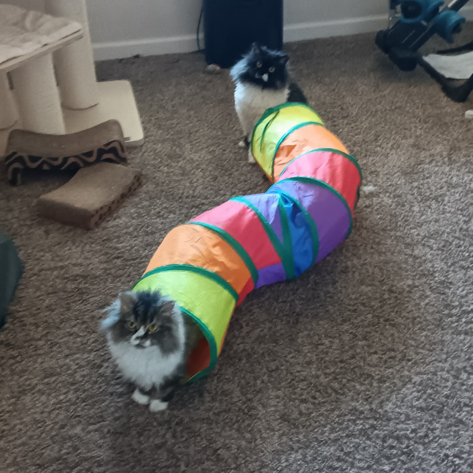 Sittin Kitties