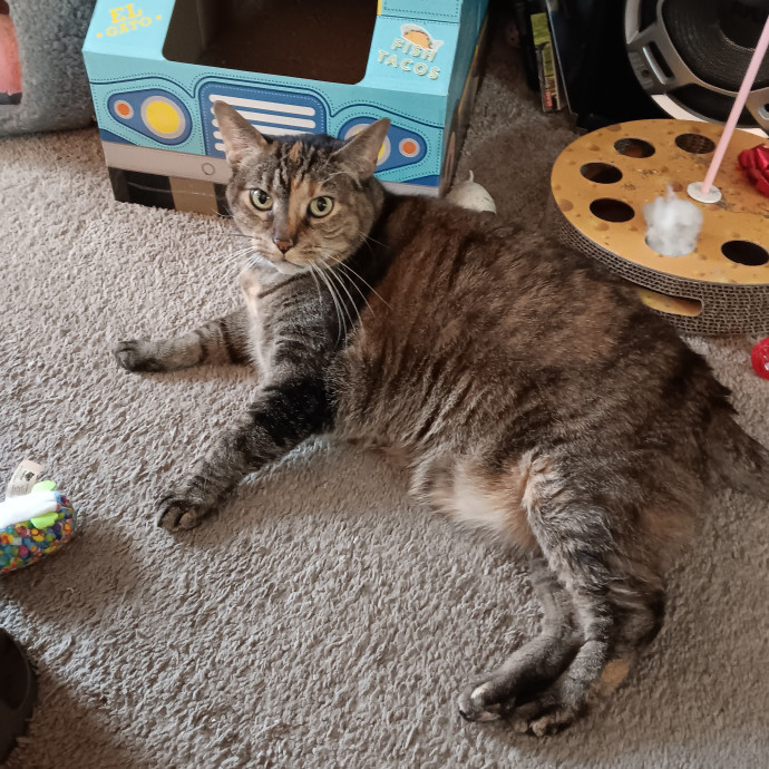 Sittin Kitties