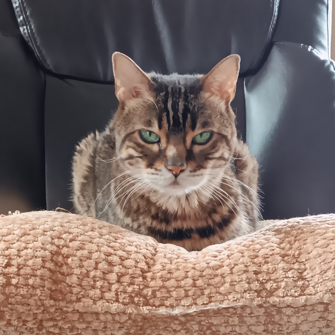 Sittin Kitties