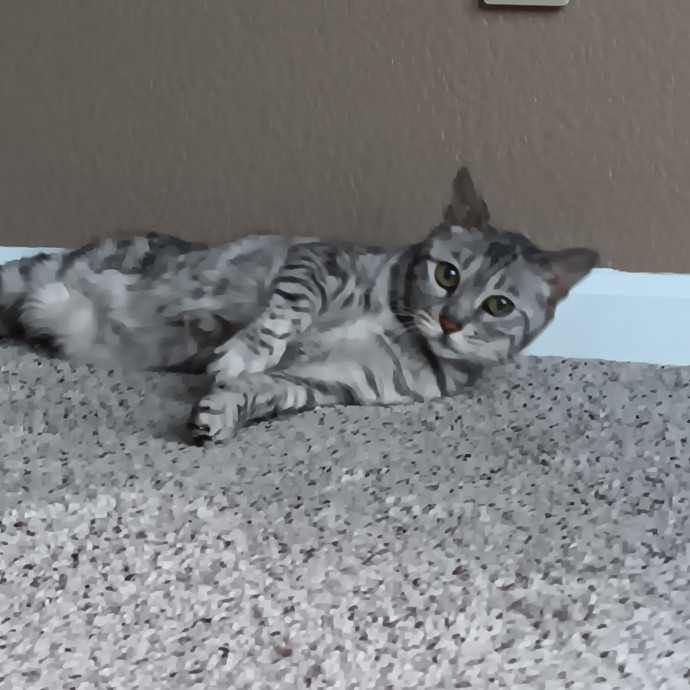 Sittin Kitties