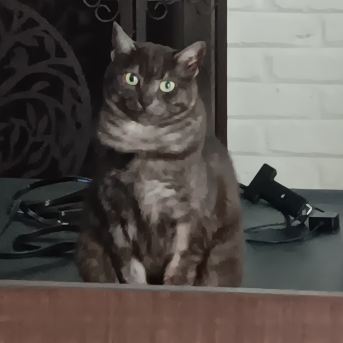 Sittin Kitties