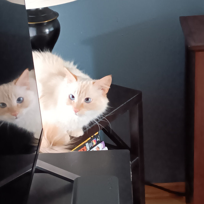 Sittin Kitties