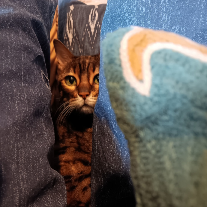 Sittin Kitties