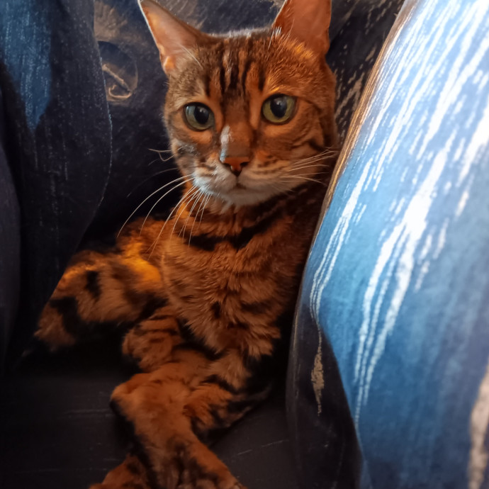Sittin Kitties