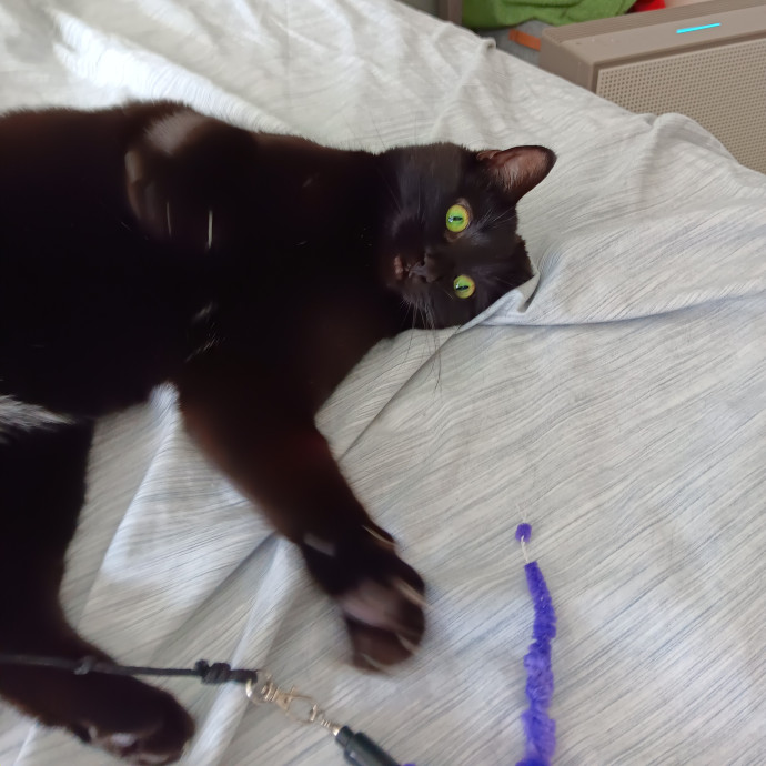Sittin Kitties