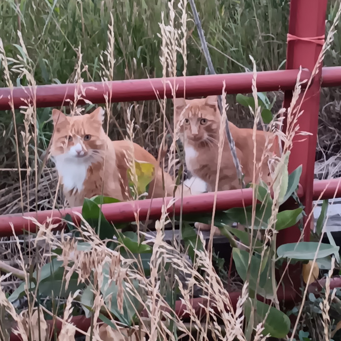 Sittin Kitties