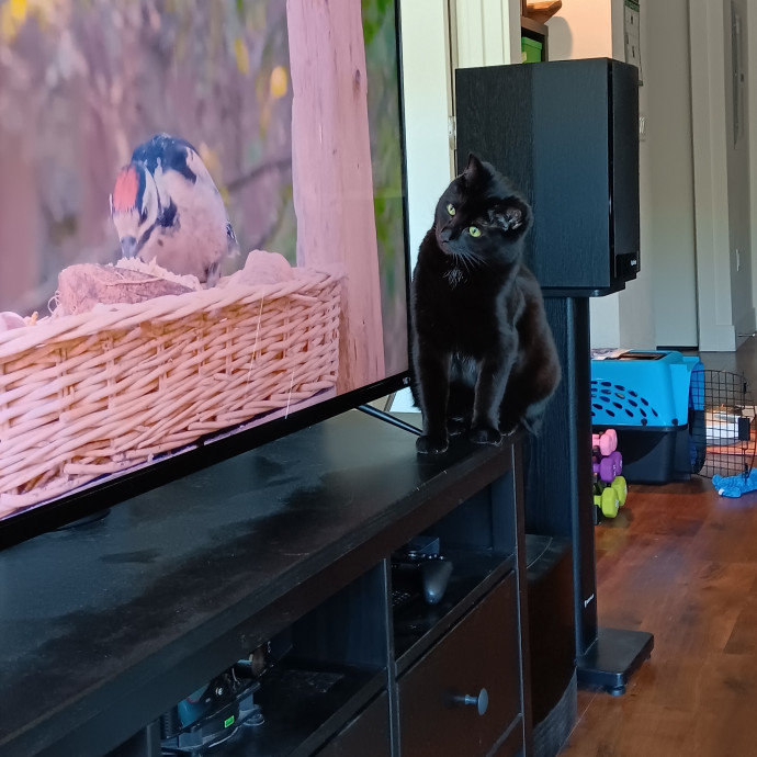 Sittin Kitties