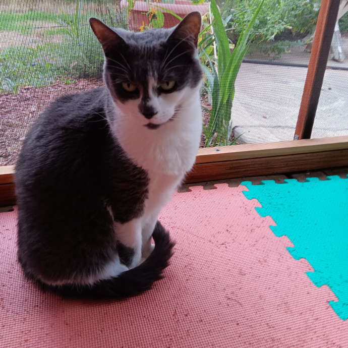 Sittin Kitties