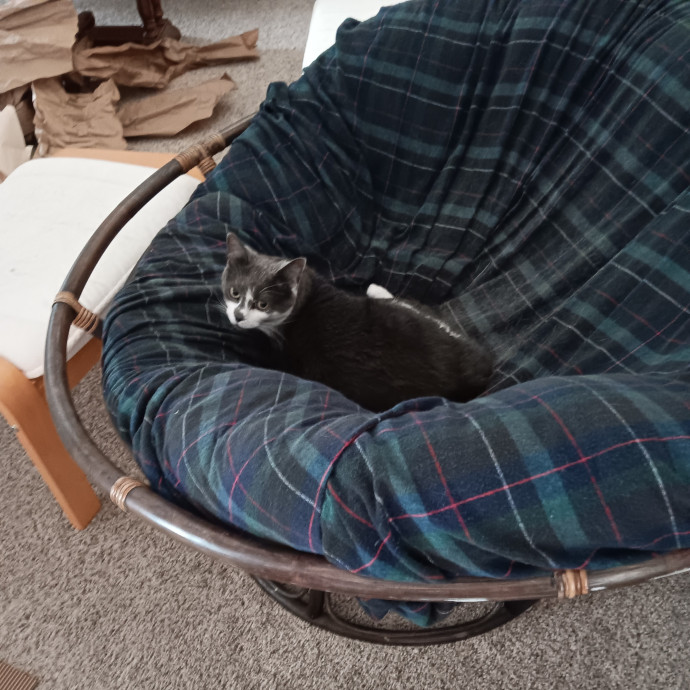 Sittin Kitties