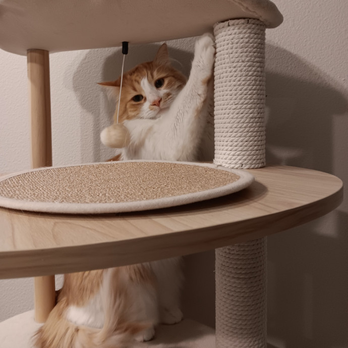 Sittin Kitties