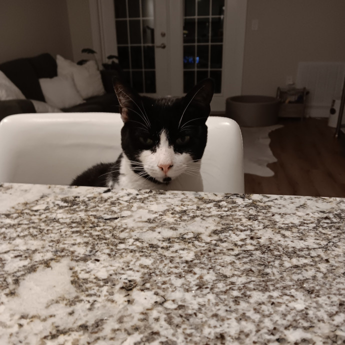 Sittin Kitties