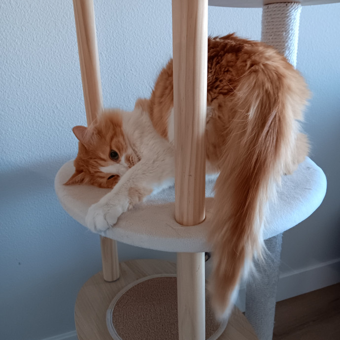 Sittin Kitties