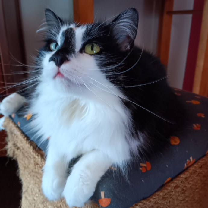 Sittin Kitties