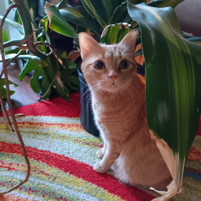 Sittin Kitties