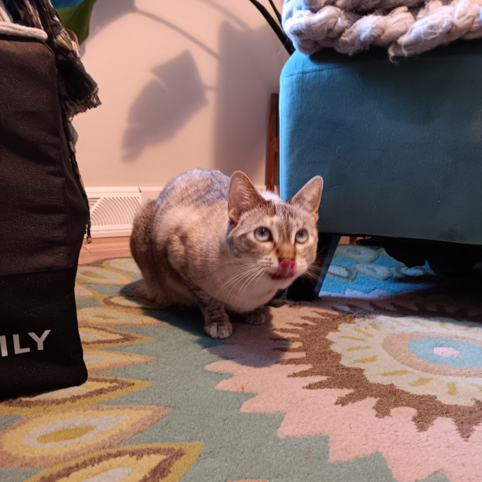 Sittin Kitties