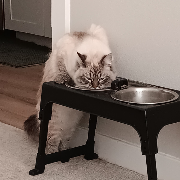 Sittin Kitties