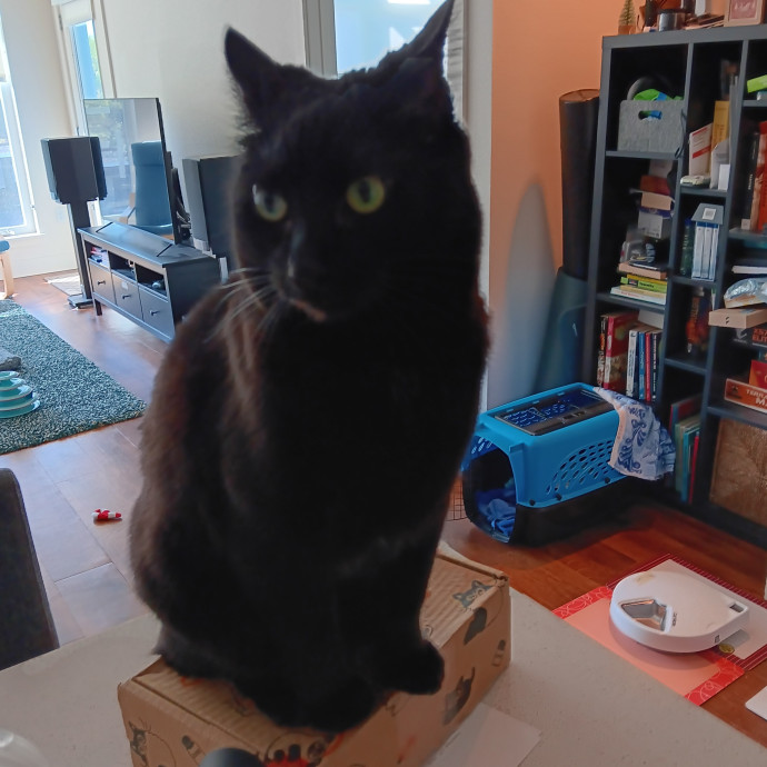 Sittin Kitties