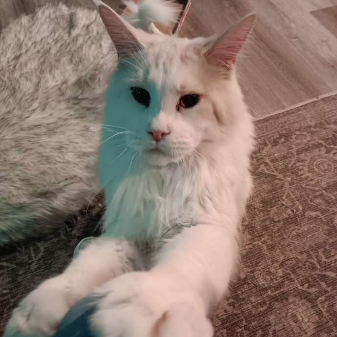 Sittin Kitties