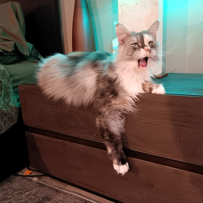 Sittin Kitties