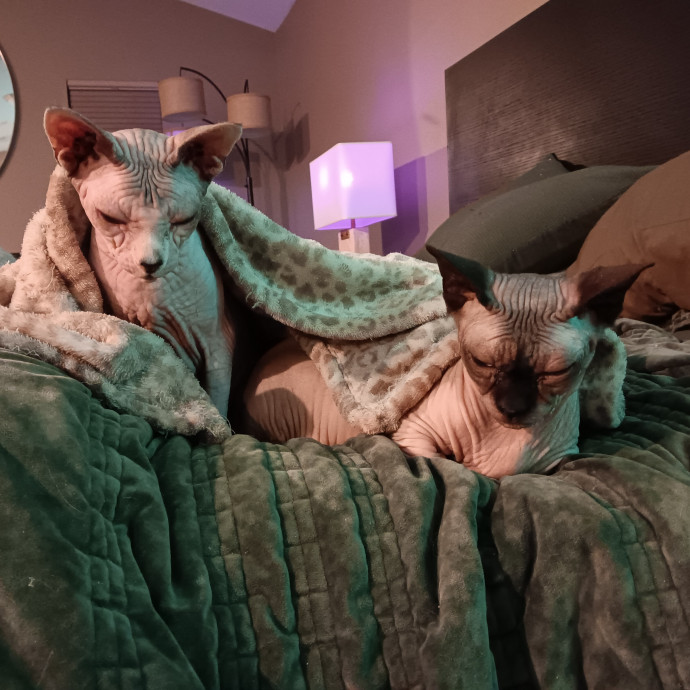 Sittin Kitties