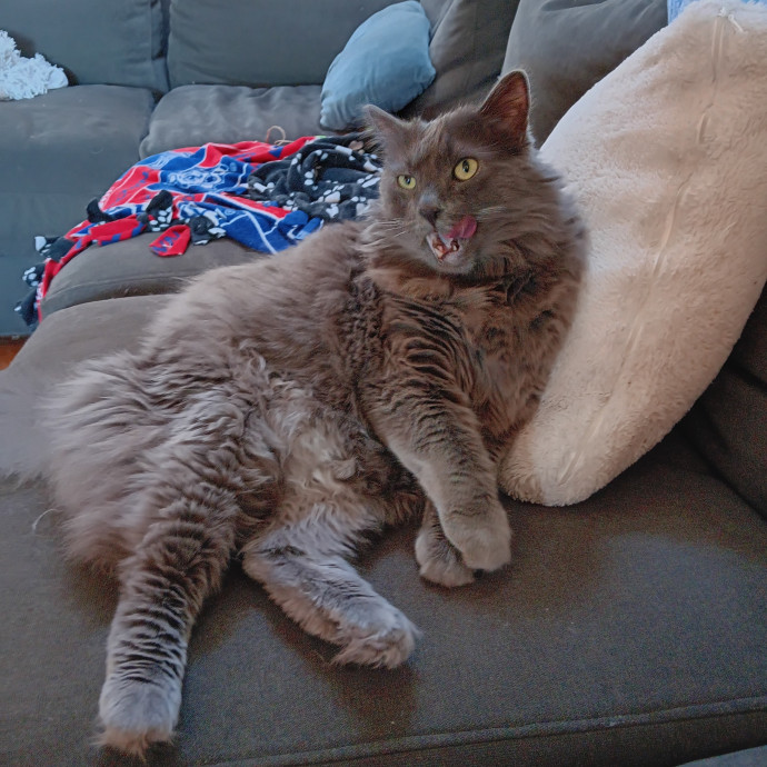 Sittin Kitties
