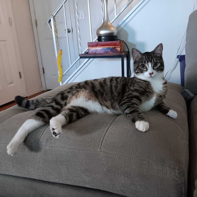Sittin Kitties