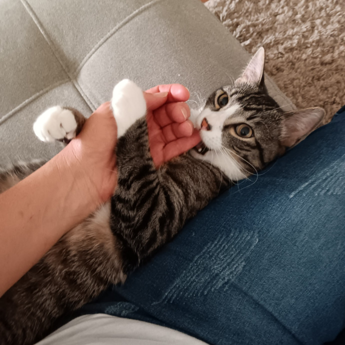 Sittin Kitties