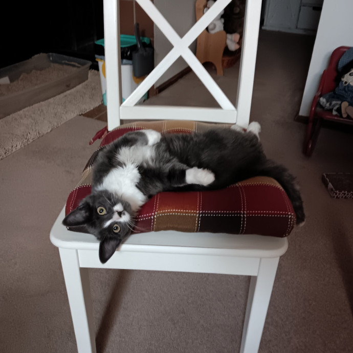 Sittin Kitties