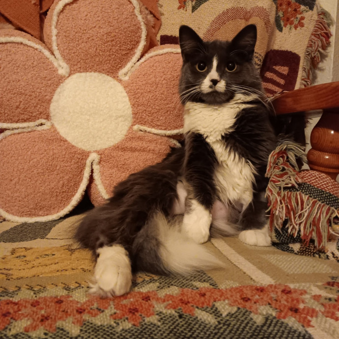 Sittin Kitties