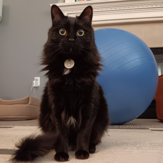 Sittin Kitties