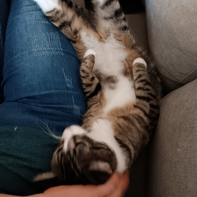 Sittin Kitties