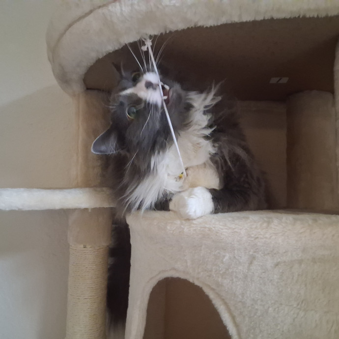 Sittin Kitties