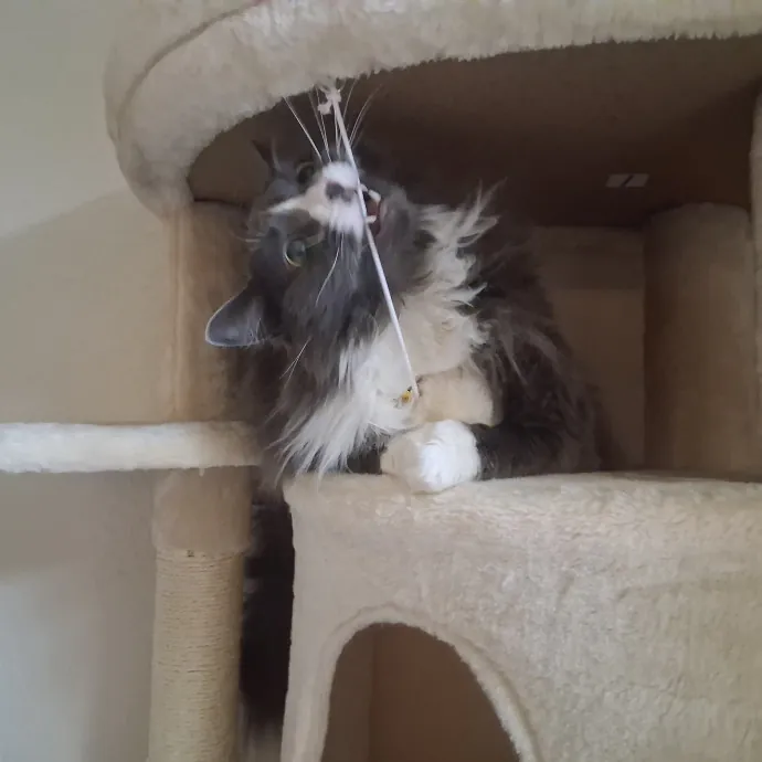 Sittin Kitties
