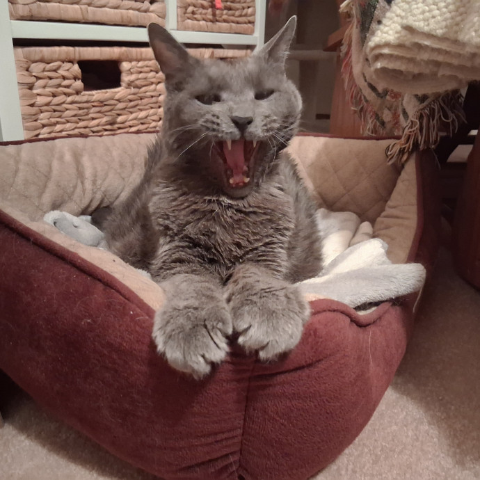 Sittin Kitties