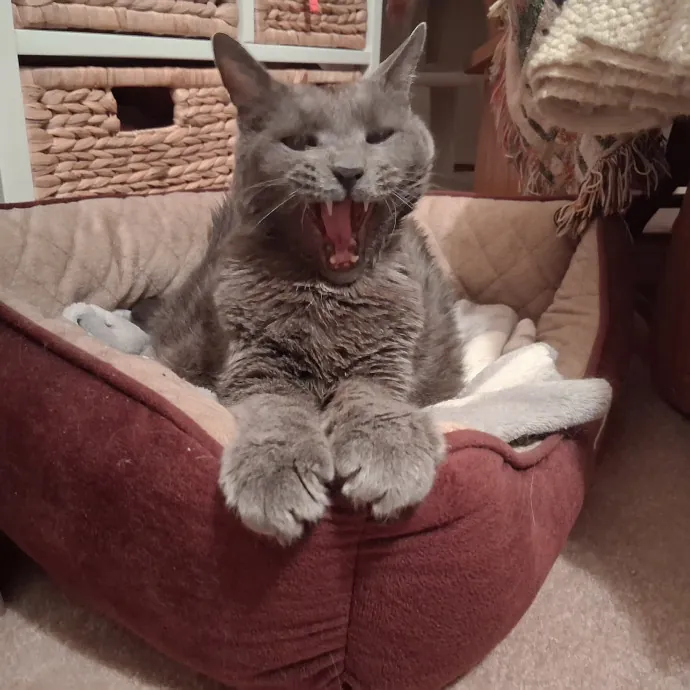 Sittin Kitties