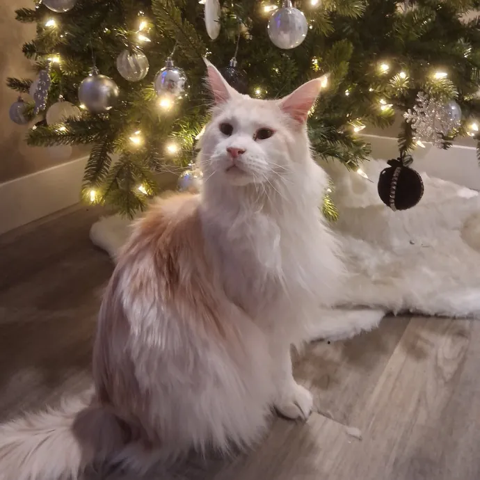 Sittin Kitties
