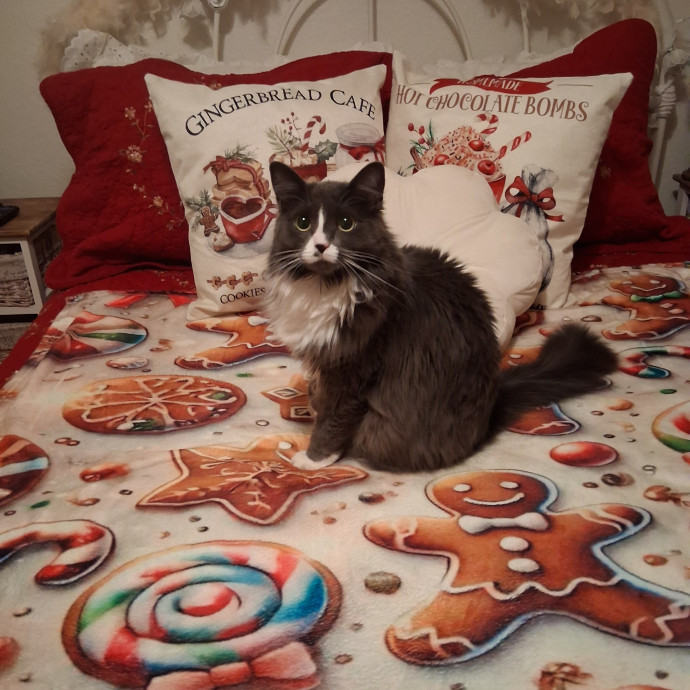 Sittin Kitties