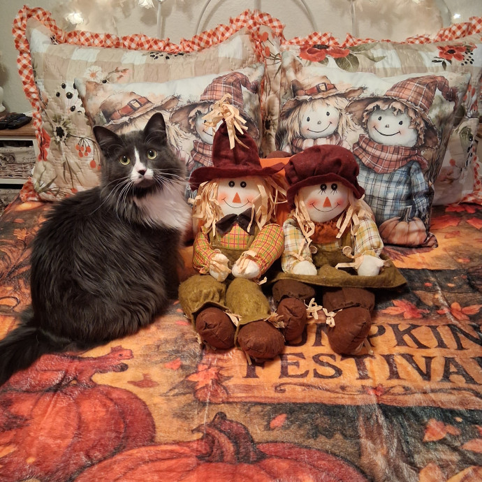 Sittin Kitties
