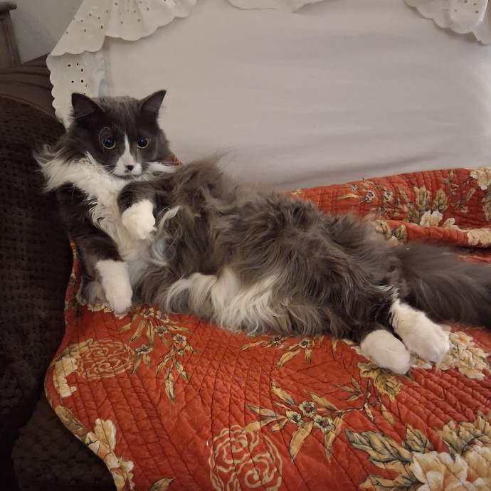 Sittin Kitties