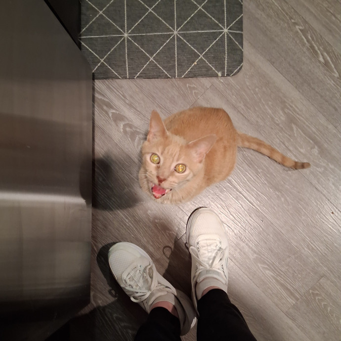 Sittin Kitties