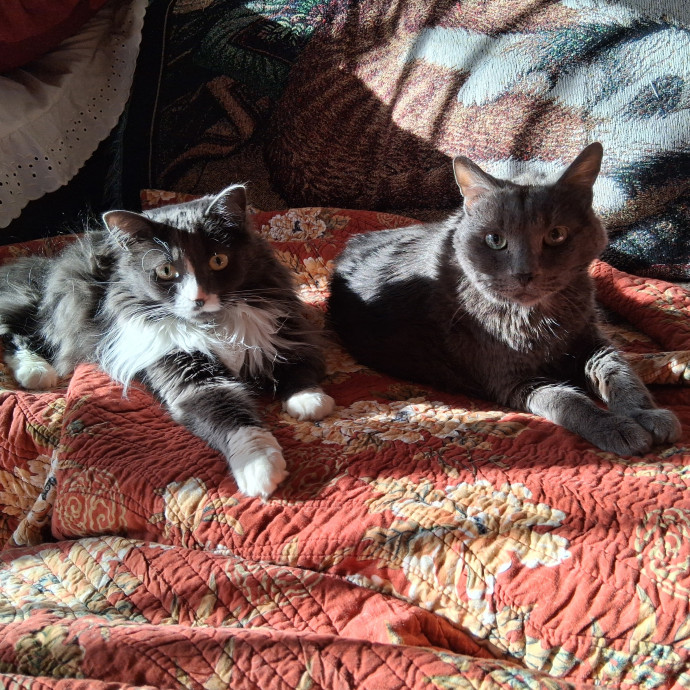 Sittin Kitties