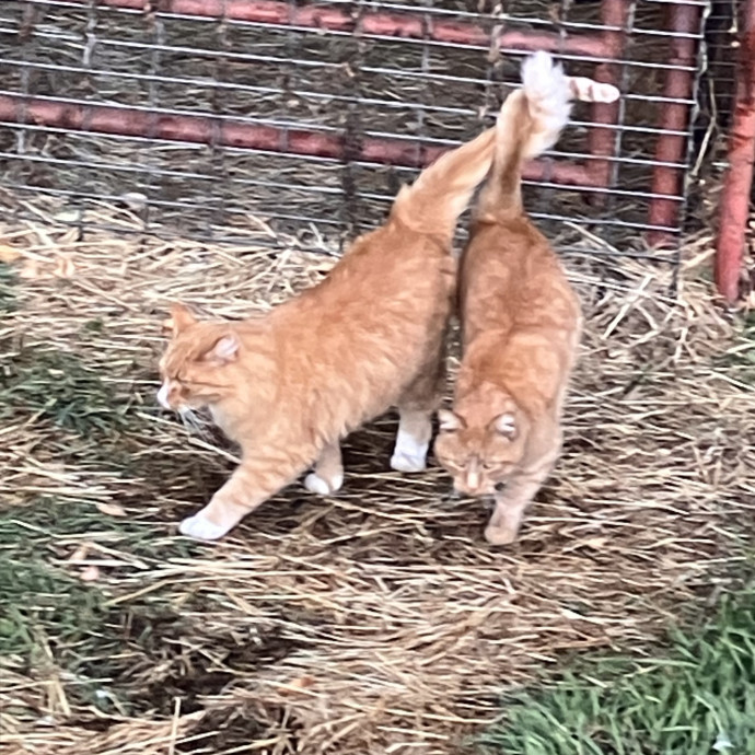 Sittin Kitties