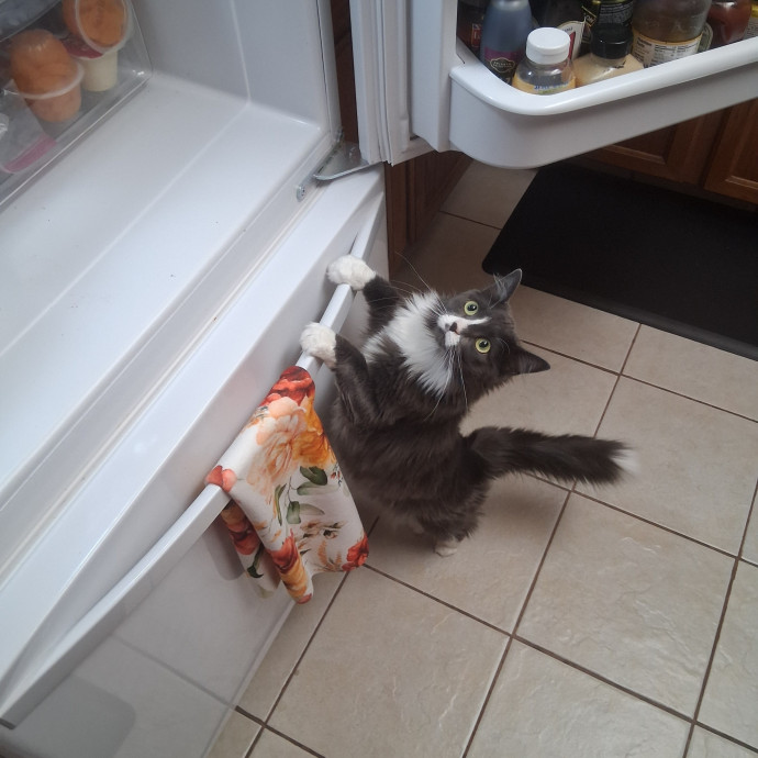 Sittin Kitties