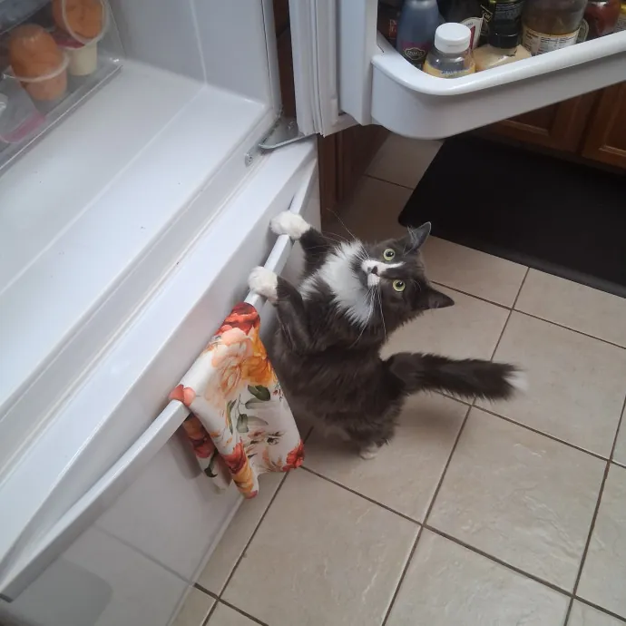 Sittin Kitties