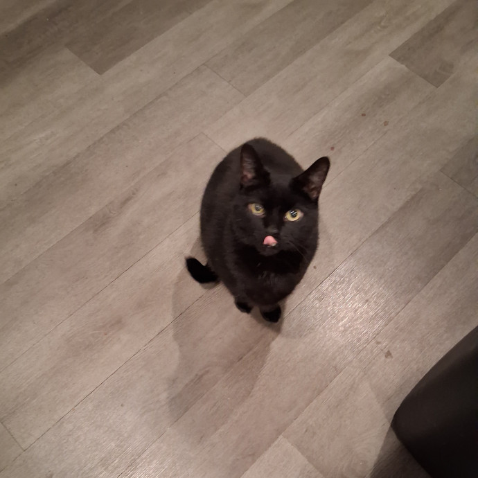 Sittin Kitties