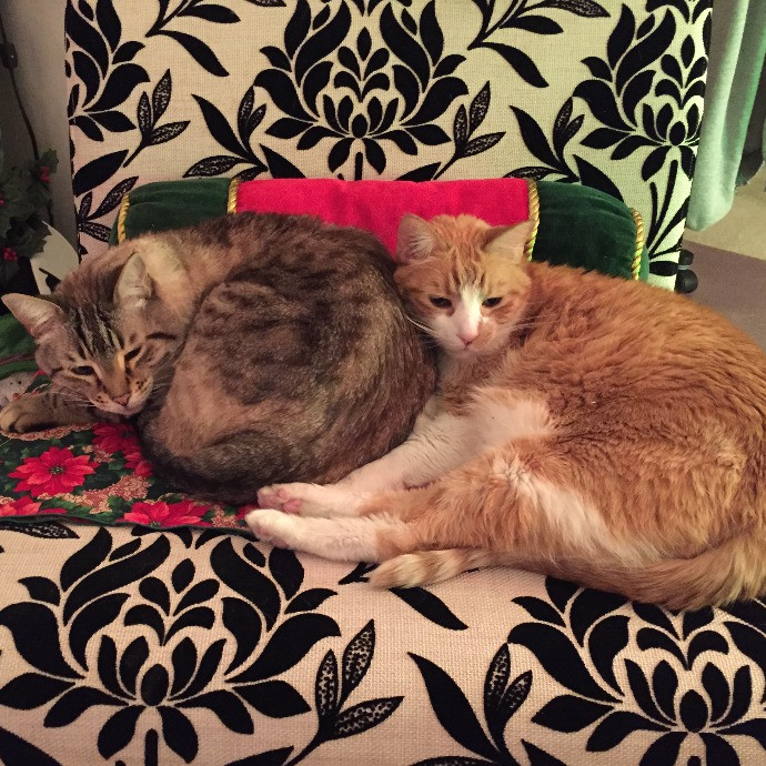 Susan's Sit And Snuggle