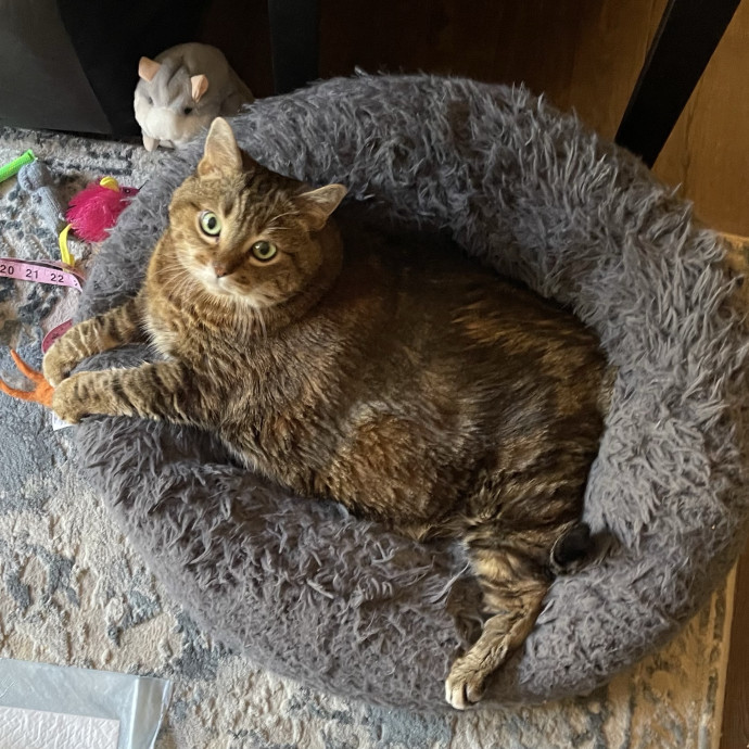 Susan's Sit And Snuggle