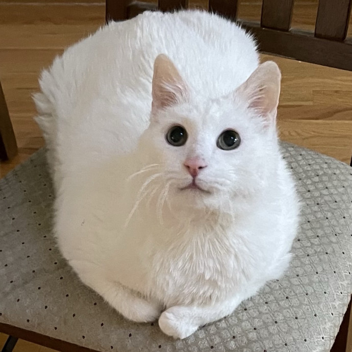 Susan's Sit And Snuggle